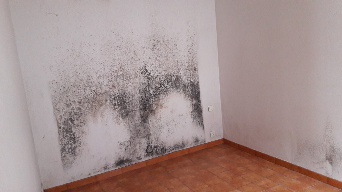 Moisissures - Expertise humidité à Rouen